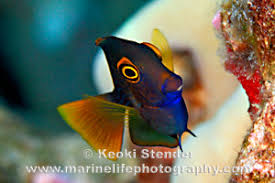 Image result for Oxyanthus strigosus