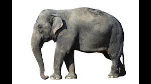 Elephant Sound Effect Sounds For Children Trumpet Pack Roar Video In Wild Song Songs Youtube