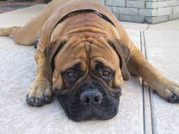 Bullmastiff I Love His Wrinkles Mastiff Puppies Bull Mastiff Mastiffs