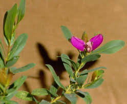 Image result for Polygala arenaria