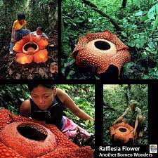 Endangered Plant Rafflesia Flower Minniewu1161