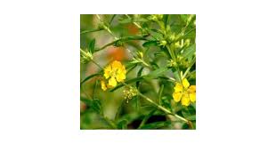 Image result for Heimia salicifolia