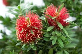 Image result for Callistemon