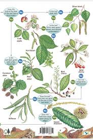 Check spelling or type a new query. Trees Guide For Great Britain Ireland Fsc Tree Name Trail