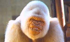 Can Animals Have Down Syndrome Here This Explanation And 20 Pictures Animals Who Have Down Syndrome Laughing Animals Albino Animals Smiling Animals
