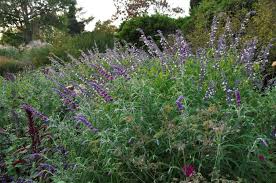 Salvia 'amistad' | bienen anlocken, topfpflanzen, aromatisch, steinpflanzen | pflanzen kaufen online Sudamerikanische Strauchsalbei Schau Und Sichtungsgarten Hermannshof