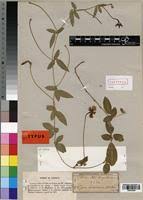 Image result for Vigna radicans