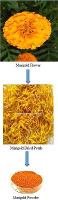 Brilliant yellow, bold orange, bright white, rich gold and warm the color keeps on coming all summer with rich gold flowers on hardy plants. Ecofriendly Marigold Dye As Natural Colourant For Fabric Intechopen