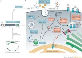 They work in a different way from previous generations of vaccines. Mrna Based Therapeutics Developing A New Class Of Drugs Nature Reviews Drug Discovery