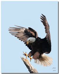 Birds That Look Like Eagles Google Da Ara Tatuagem De Animais Aves De Rapina Tatuagens Indigenas