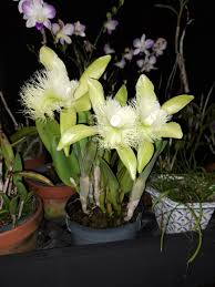 Image result for Vahlia digyna