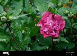 Image result for Hibiscus syriacus Violet Clair Double