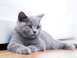 It can sure be a challange but bored panda came up with a pretty close list of the most beautiful, majestic cat in the world. The Most Beautiful Cat Breeds In The World