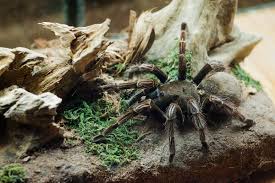 Also called the 'purple tree tarantula', 'ecuadorian purple tarantula', and 'ecuador purple pinktoe' the brazilian pink bloom tarantula (pamphobeteus platyomma) is a new world bird eater species. Colombian Purple Bloom Pamphopeteus Sp Machalla Tarantula Friendly