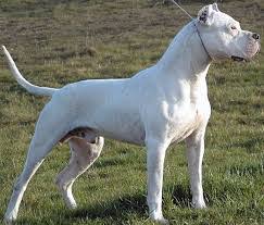 With dogo argentino puppies for sale. Dogo Argentino Old Bulldogs