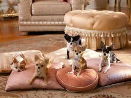 Beverly Hills Chihuahua Cute Animals Chihuahua Puppies Cute Chihuahua
