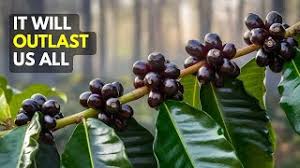 Image result for Coffea schliebenii