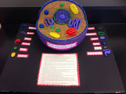3d plant cell project ideas. 3d Animal Cell Model Ideas Google Search Animal Cell Project Cells Project Animal Cell