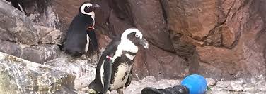 Took a ride on the glass bottom boats over shark lagoon and had an up close encounter with a penguin. Pigeon Forge For Animal Lovers