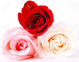 4.6 out of 5 stars 55. Three Flowers Red Pink And White Roses Stock Photo Picture And Royalty Free Image Image 5931443