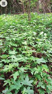 Image result for Hugonia platysepala