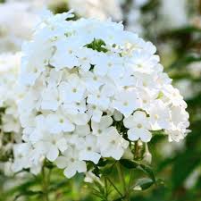 Phlox Paniculata Dwarf White Flammenblume Flammenblume Pflanzen Winterharte Stauden