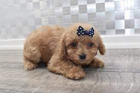 Cavapoo Puppies For Sale Happytail Puppies Family Dog Breeders Nc Cavapoo Puppies For Sale Cavapoo Puppies Dog Breeder