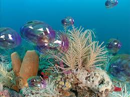 3d, nature, holidays, animated, etc. Free Screensavers Silvy Gambar