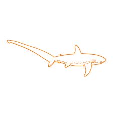 Today, we're learning how to draw bull shark from fortnite! Bull Shark Dimensions Drawings Dimensions Com