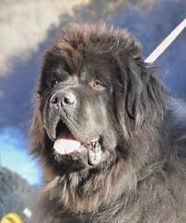 Found 9 newfoundland pets and animals ads from indiana, us. Our Male Newfoundlands At Moore Newfies The Sires Of Our Newfoundland Puppies For Sale Moore Newfies
