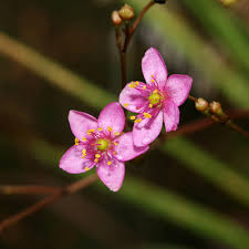 Image result for Panicum adenophorum