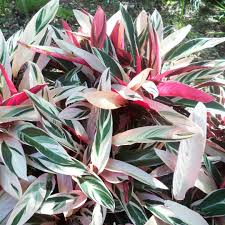 Image result for stromanthe