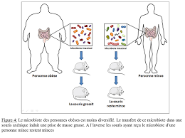 Le bilan sera plus complet (échographie abdominale, prise cette maladie évolue par poussées de quelques semaines ou mois. Le Microbiote Intestinal Un Organe A Part Entiere Parlons Sciences Museum