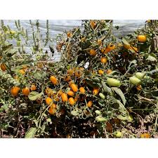 Image result for tomato Datterino