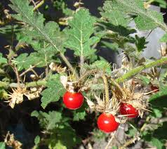 Image result for Solanum sp. B