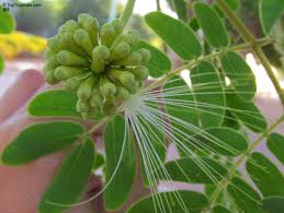 Image result for Albizia lebbeck