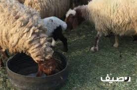 للبيع غنم نعيم طيبه مهله شرط رهن عقاري او مايعادل قيمة الغنم Lt Br Gt عددها حول 200 Lt Br Gt الفحول 11 شرط Lt Br Gt المولد فيها حول 65 Lt Animals Lamb