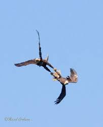 2 Mg 2277 Edit Eagles Bald Eagle Animals