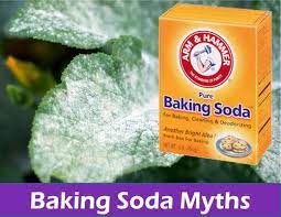 The ants will take it back to their nest and eat it. Baking Soda In The Garden Hacks That Work And Don T Work Garden Myths