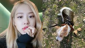 BLACKPINK ROSE Adopts an Abandoned Puppy 'Hank'