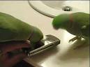 Pictures of 2 parrots kissing video of imran <?=substr(md5('https://encrypted-tbn0.gstatic.com/images?q=tbn:ANd9GcQmUPXbp89iHTymcQXo-NgFw1ilYvZAAnHGT6u6DFn-A9FdYxHej0_OsMY'), 0, 7); ?>