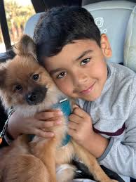 Pomeranian Dark Muzzle