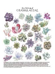 The cactus family constitutes one fifth of the estimated 10,000 known succulents distributed among many unrelated botanical families. Colorful Succulent Species Poster Succulent Painting Succulent Artwork Botanical Science Poste Colorful Succulents Succulent Species Succulents
