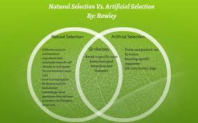 These pictures of this page are about:natural selection gizmo answers. What Is Artificial Selection And Natural Selection
