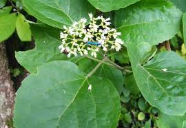 Image result for Premna senensis