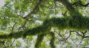 Image result for Vittaria elongata