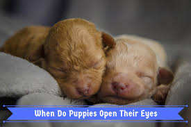 Start walking until your puppy resists again, and repeat the process. When Do Puppies Open Their Eyes Puppy Development From 1 To 8 Weeks