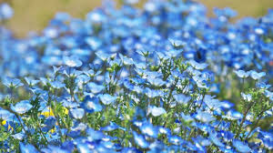 Doujin music | 同人音楽 8 янв 2015 в 18:38. ãƒãƒ¢ãƒ•ã‚£ãƒ©ã®èŠ±è¨€è'‰ èŠ±è¨€è'‰ã«æƒ³ã„ã‚'ã®ã›ã¦ Live The Way