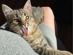 Check spelling or type a new query. Can Cats Have Asthma What To Know And What To Do About It