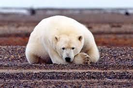 We did not find results for: Trump Weakens Endangered Species Protections Making It Harder To Consider Effects Of Climate Change Inside Climate News